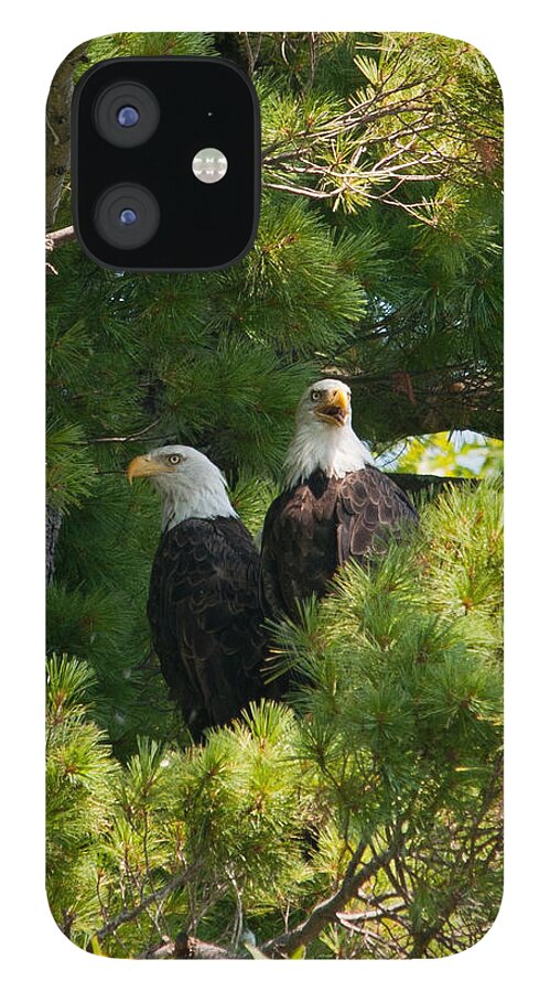 Bald Eagle iPhone 12 Case featuring the photograph Not Listening by Brenda Jacobs