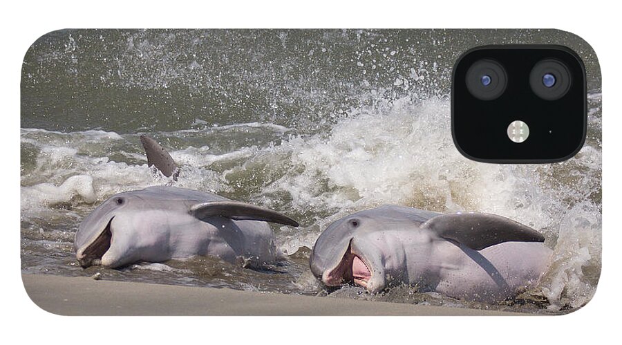 Dolphin iPhone 12 Case featuring the photograph Observing Calf by Patricia Schaefer