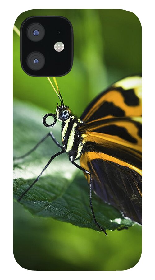 Butterflys iPhone 12 Case featuring the photograph Orange and Black Butterfly by Donald Brown