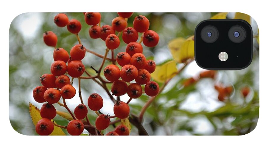 Autumn iPhone 12 Case featuring the photograph Orange Autumn Berries by Scott Lyons