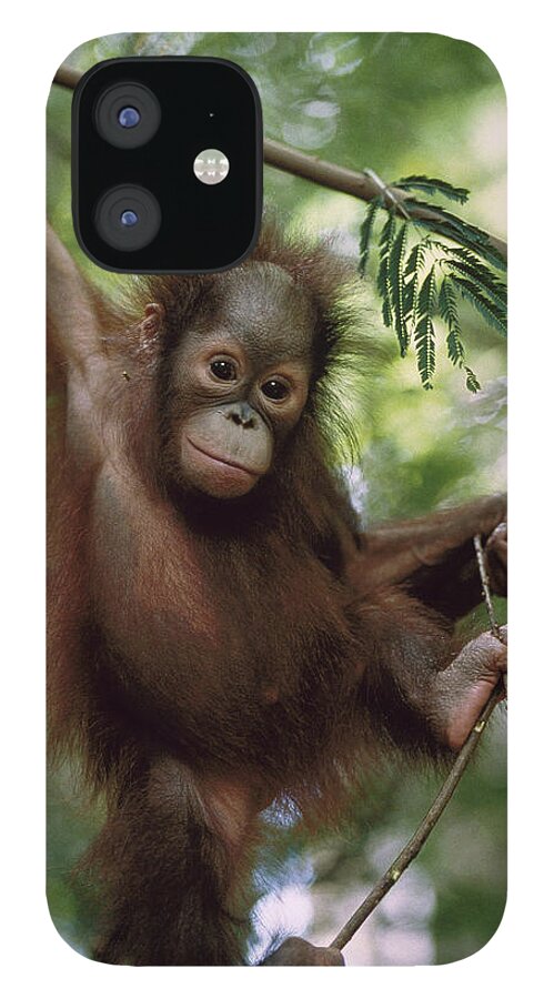 Feb0514 iPhone 12 Case featuring the photograph Orangutan Infant Hanging Borneo by Konrad Wothe