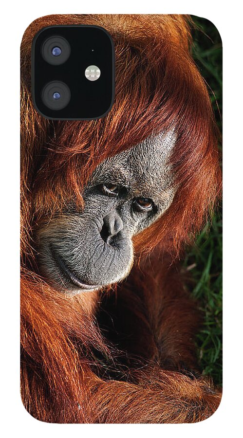 Dawn iPhone 12 Case featuring the photograph Orangutan by Photographed By Michael Williams