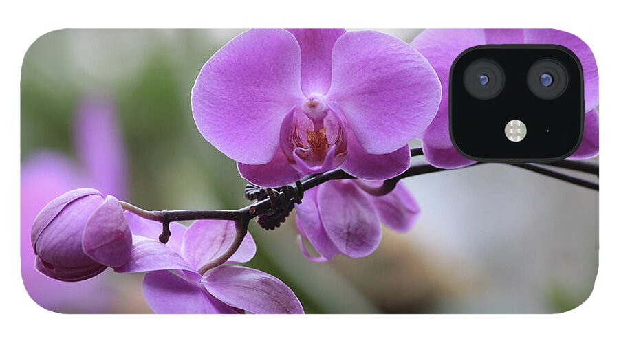 Orchid iPhone 12 Case featuring the photograph Orchid in Bloom by Harold Rau