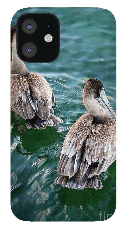 Pelicans iPhone 12 Case featuring the photograph Out for a Swim by Veronica Batterson