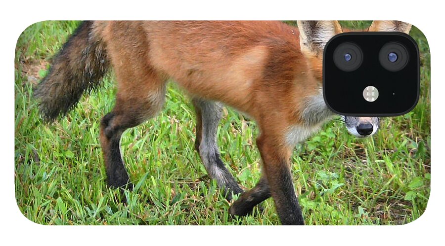 Fox iPhone 12 Case featuring the photograph Out for a Walk by Kristin Elmquist