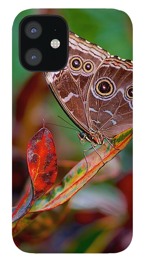 Basilica iPhone 12 Case featuring the photograph Owl butterfly by Pam DeCamp