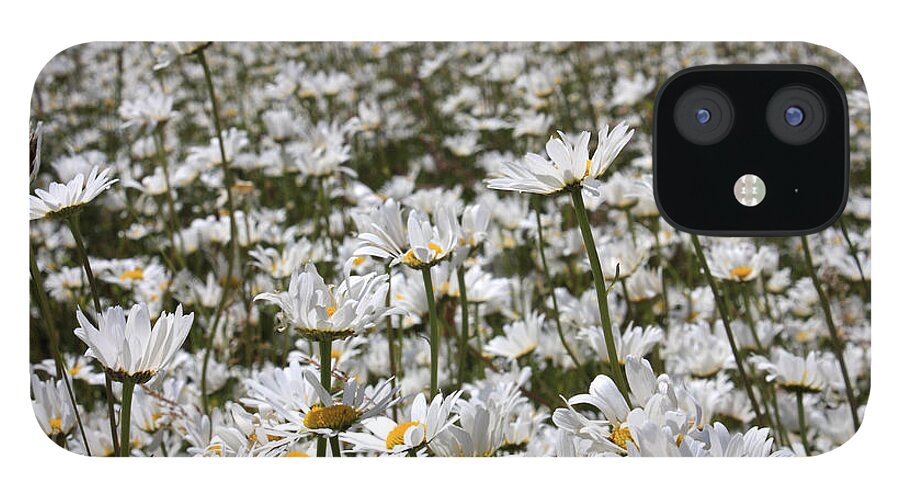 Ox Eye Daisies Daisy Flowers Tall White Flower Oxeye Ox-eye Meadow Field Summer iPhone 12 Case featuring the photograph Ox Eye Daisies by Julia Gavin