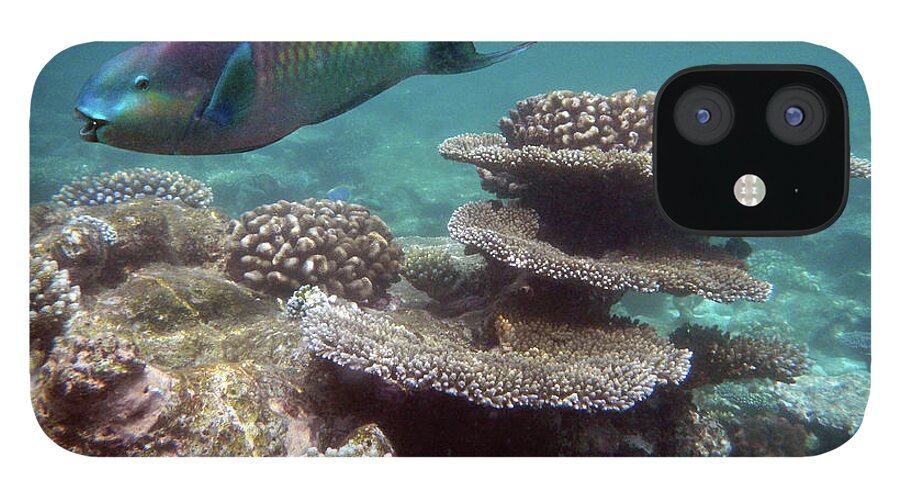 Underwater iPhone 12 Case featuring the photograph Parrotfish On The Barrier Reef At by Federica Grassi