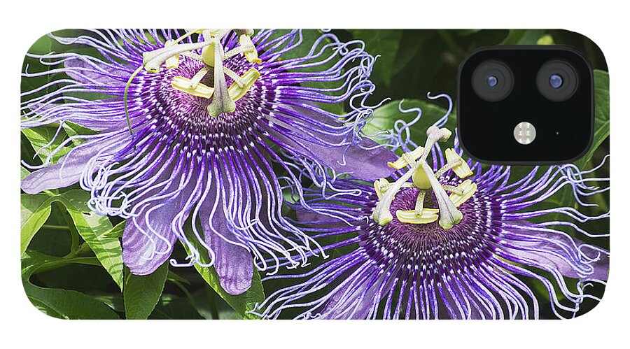 Nature iPhone 12 Case featuring the photograph Passion Flowers by Kenneth Albin