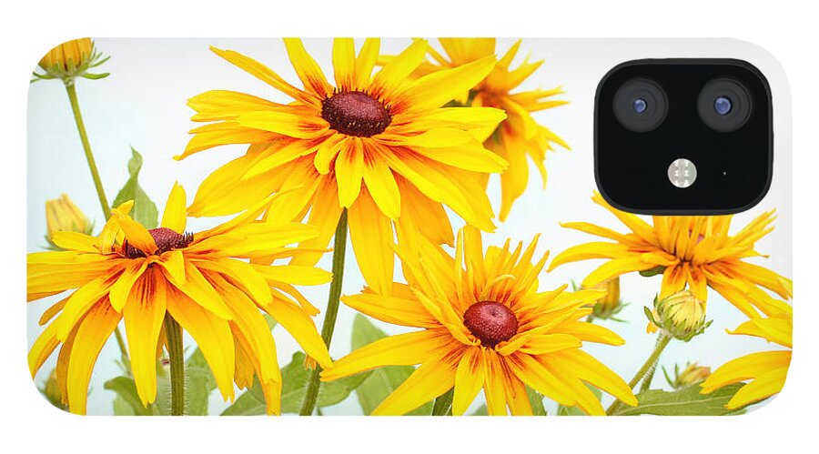 Flower iPhone 12 Case featuring the photograph Patch of Black-eyed Susan by Steve Augustin