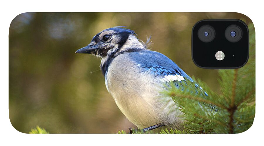 Blue Jay iPhone 12 Case featuring the photograph Penthouse View by Ron Haist