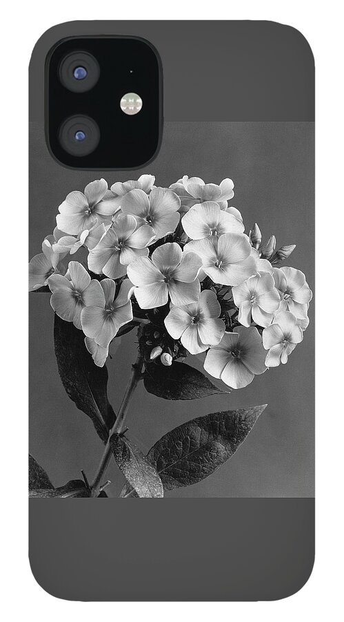 Phlox Blossoms iPhone 12 Case
