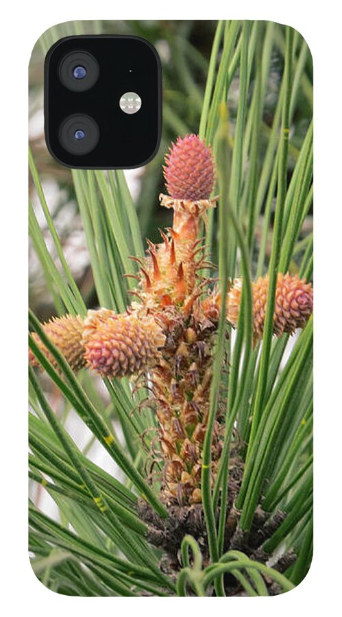 Tree iPhone 12 Case featuring the photograph Pine Tree Cross for Easter by Ella Kaye Dickey