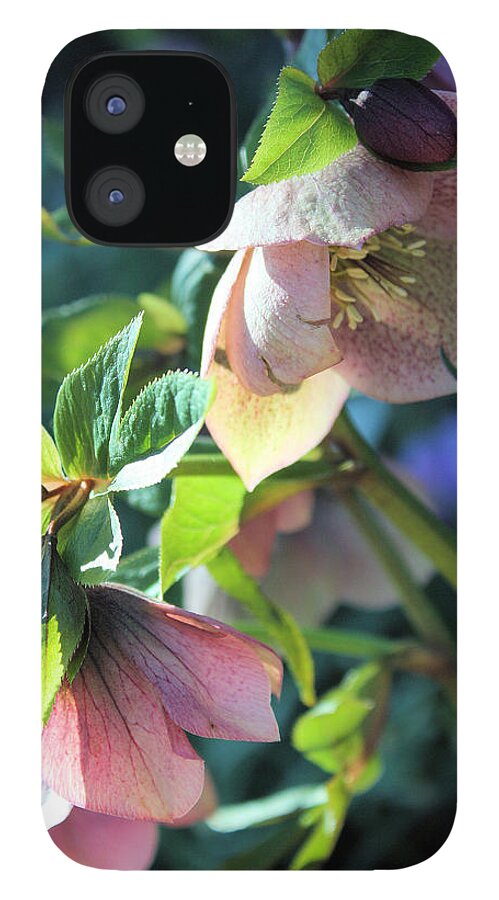 Flora iPhone 12 Case featuring the photograph Pink Hellebore by Gerry Bates