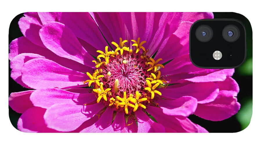 Zinnia iPhone 12 Case featuring the photograph Pink Zinnia by Tikvah's Hope