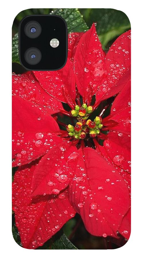 Poinsettia iPhone 12 Case featuring the photograph Poinsettia - Frozen In Time by Philip And Robbie Bracco