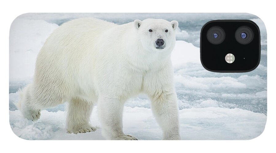 Vertebrate iPhone 12 Case featuring the photograph Polar Bear On Pack Ice by Kencanning