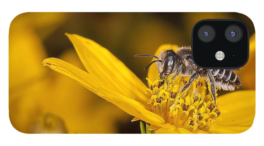 Coreopsis iPhone 12 Case featuring the photograph Pollenating Coreopsis Flower by Len Romanick