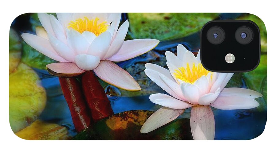 Pond Lily iPhone 12 Case featuring the photograph Pond Lily by Patrick Witz