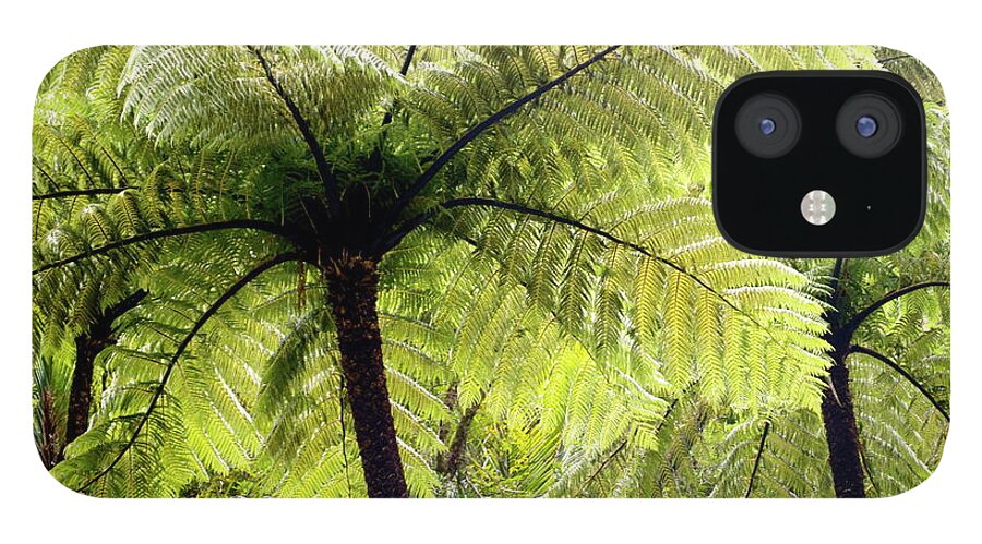 Scenics iPhone 12 Case featuring the photograph Ponga Tree Fern Canopy, New Zealand by Lazingbee