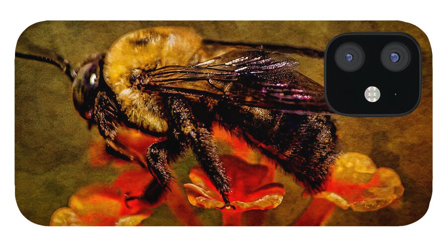 Art Prints iPhone 12 Case featuring the photograph Portrait of a Bee by Dave Bosse