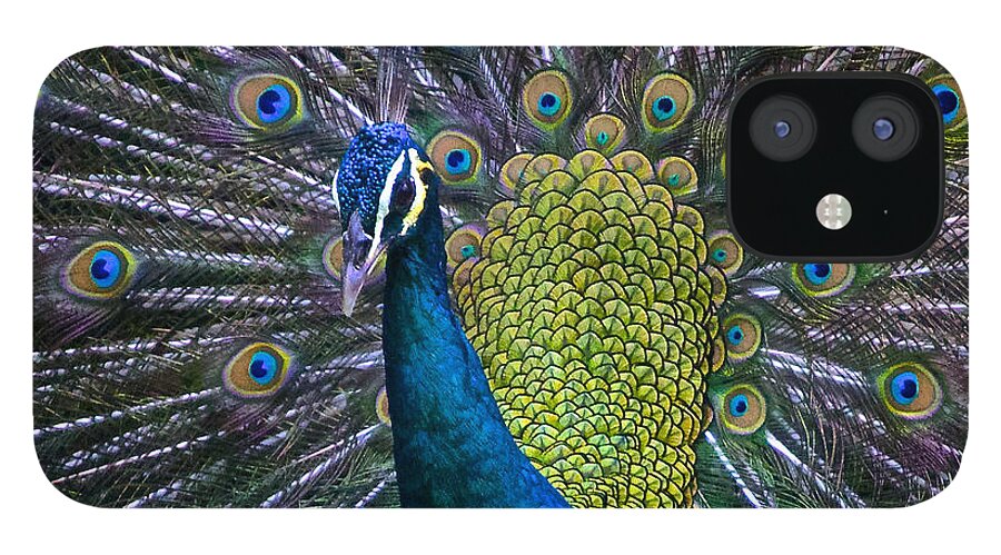 Pavo iPhone 12 Case featuring the photograph Portrait of a Peacock by Venetia Featherstone-Witty