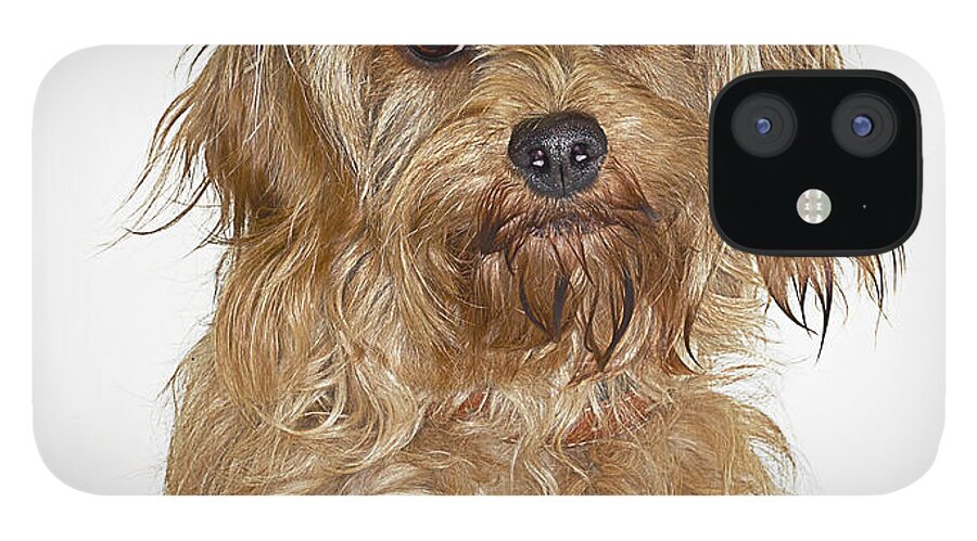 Pets iPhone 12 Case featuring the photograph Portrait Of Cockapoo Dog by Gandee Vasan
