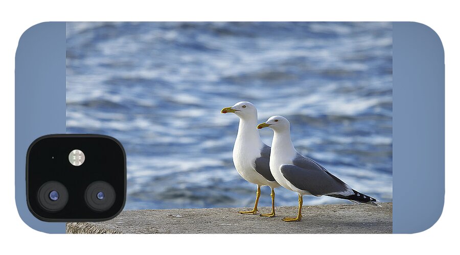 Sea iPhone 12 Case featuring the photograph Posing seagulls by Ivan Slosar