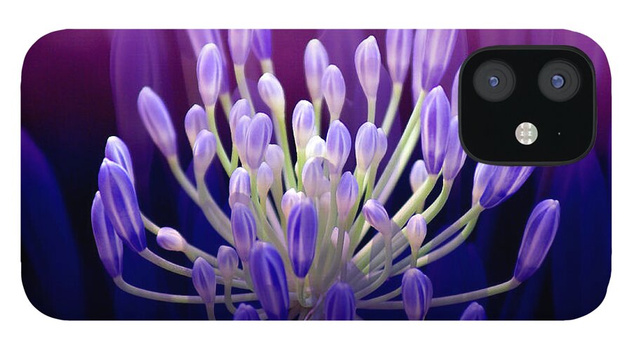 Agapanthus iPhone 12 Case featuring the photograph Praise by Holly Kempe