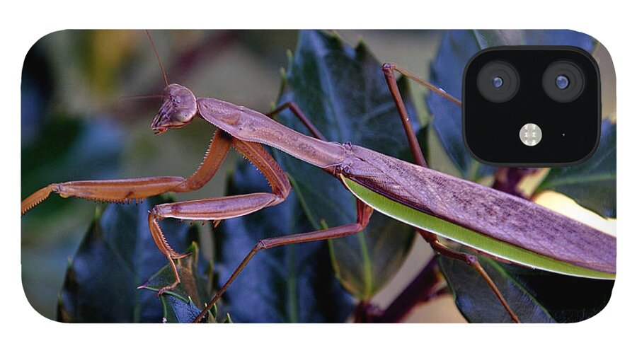 Praying Mantis iPhone 12 Case featuring the photograph Praying Mantis at Dusk by Mark Valentine