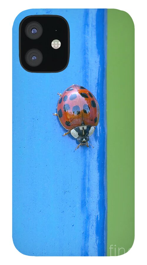 Primary Colours iPhone 12 Case featuring the photograph Primary Colours by Sharon Talson