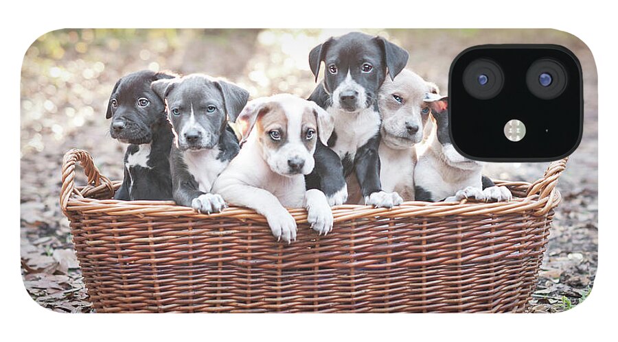 Pets iPhone 12 Case featuring the photograph Puppies In Wooden Basket by Hillary Kladke