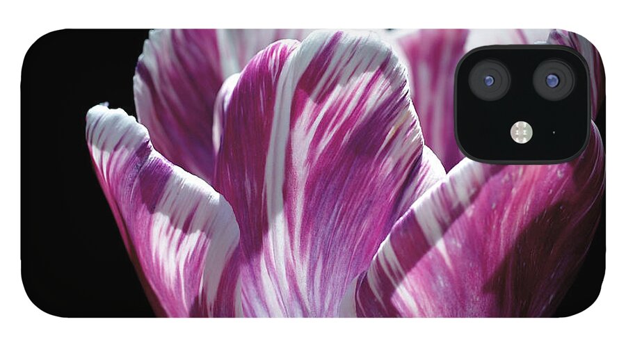 Tulip iPhone 12 Case featuring the photograph Purple and White Marbled Tulip by Rona Black