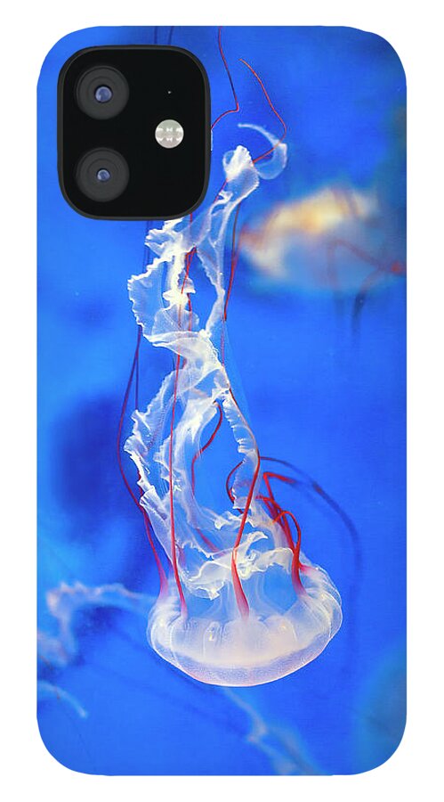 Purple iPhone 12 Case featuring the photograph Purple Striped Jelly In Aquarium by Digipub