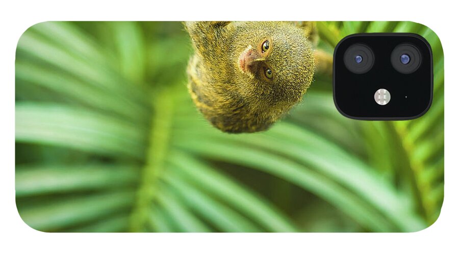 Tropical Tree iPhone 12 Case featuring the photograph Pygmy Marmosets Native To Ecuador Are by Brian Guzzetti / Design Pics