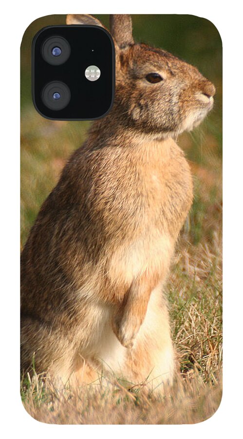 Wildlife iPhone 12 Case featuring the photograph Rabbit Standing in the Sun by William Selander