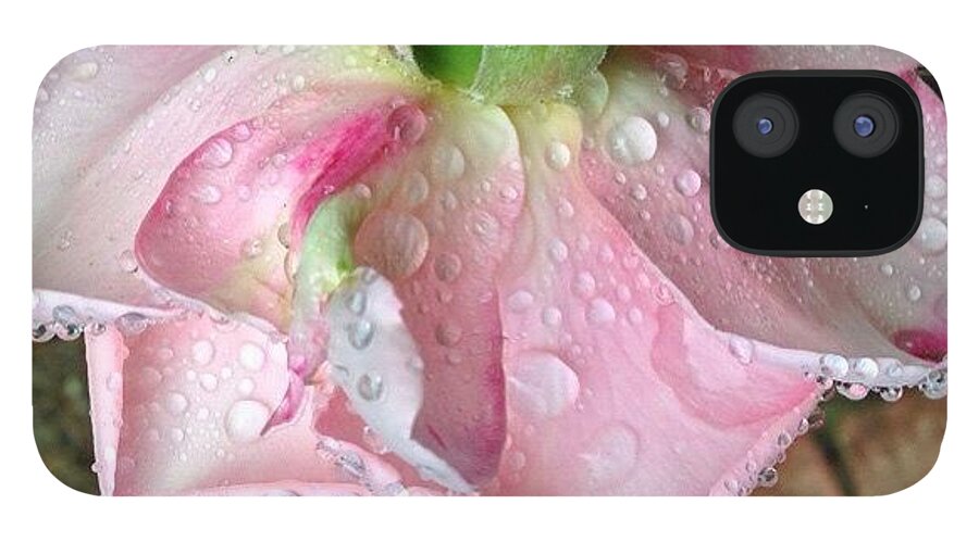 Raindrops On Roses iPhone 12 Case featuring the photograph Raindrops On Roses by Anna Porter