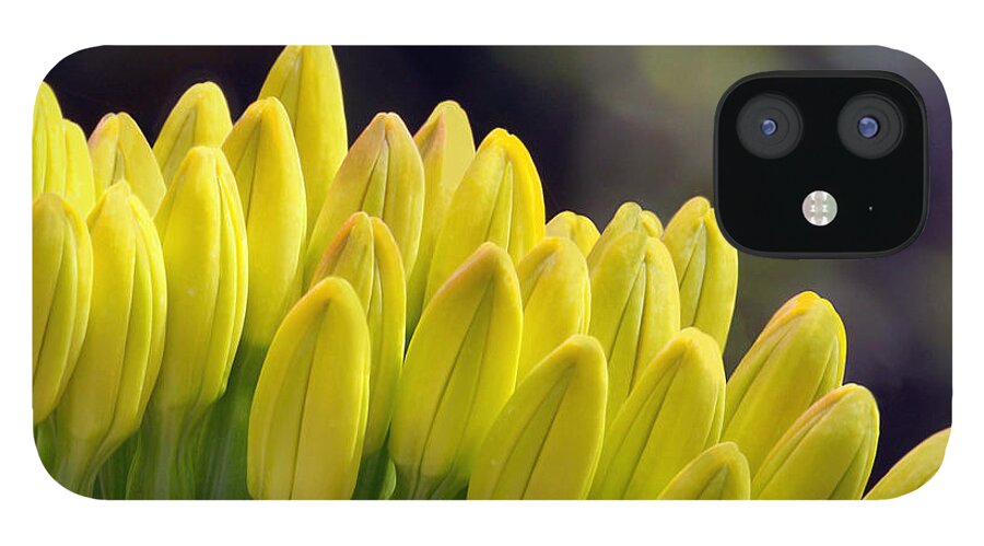 Flower iPhone 12 Case featuring the photograph Reaching Out by Dan Holm