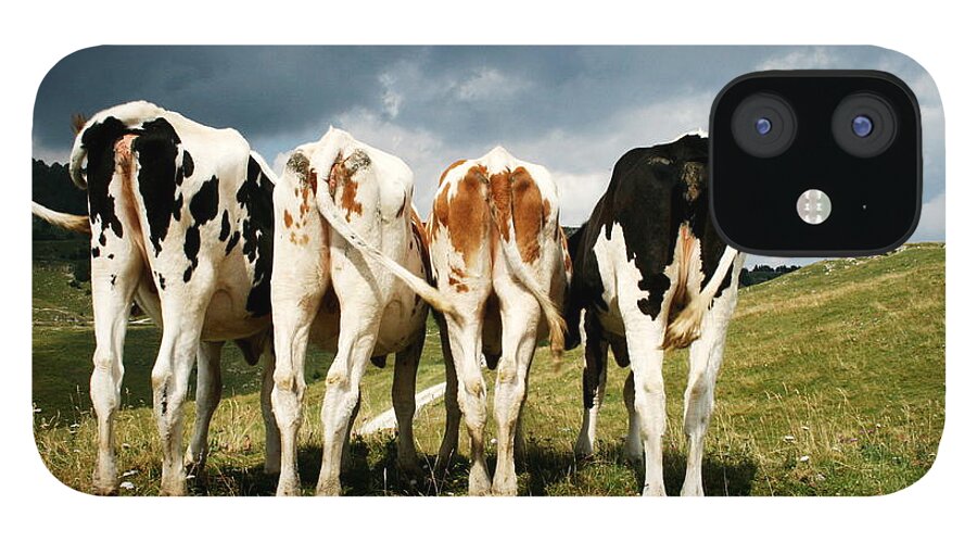 Grass iPhone 12 Case featuring the photograph Rear View Of Dairy Cows While Feeding by © Nico Piotto