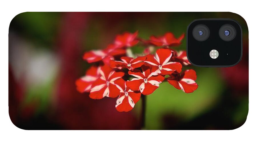 Red iPhone 12 Case featuring the photograph Red and white flower by Prince Andre Faubert