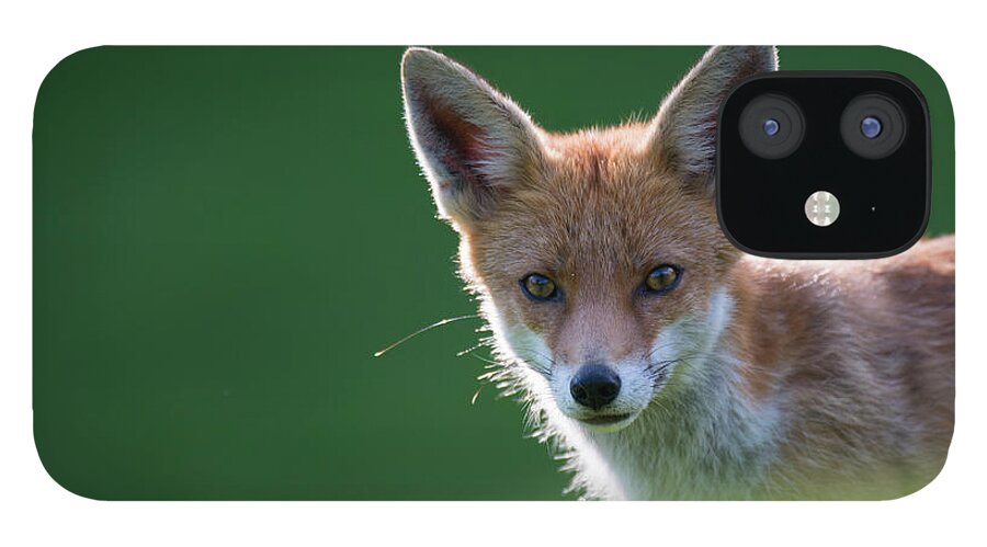 Conspiracy iPhone 12 Case featuring the photograph Red Fox Cub Portrait by James Warwick