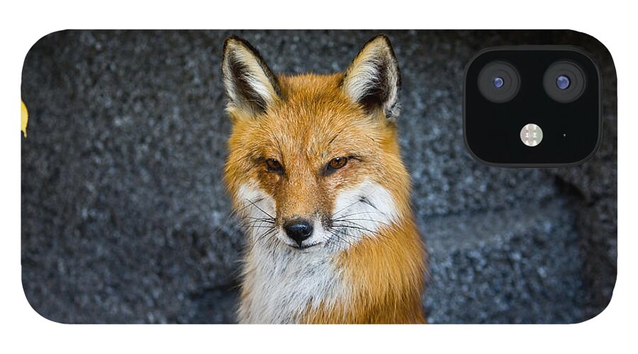 Fox iPhone 12 Case featuring the photograph Red Fox by Ms Judi