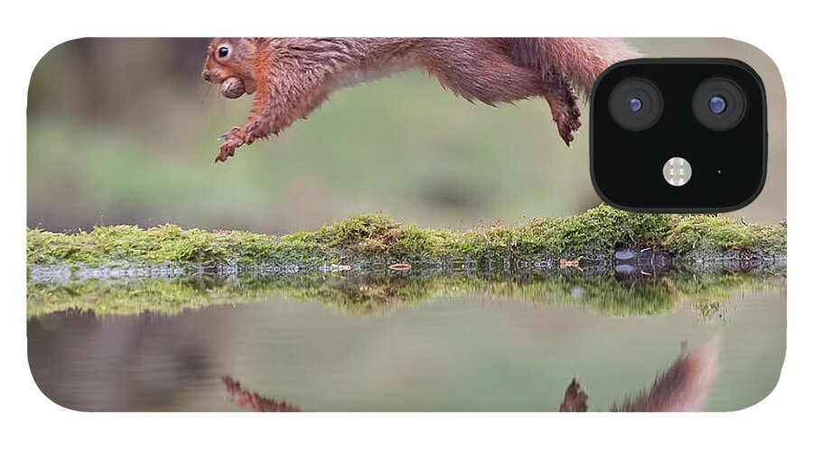 Standing Water iPhone 12 Case featuring the photograph Red Squirrel Leaping by Sarah Peters