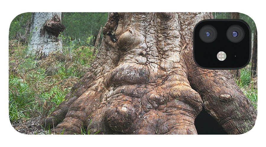 531576 iPhone 12 Case featuring the photograph Red Tingle Tree Walpole-nornalup by Kevin Schafer