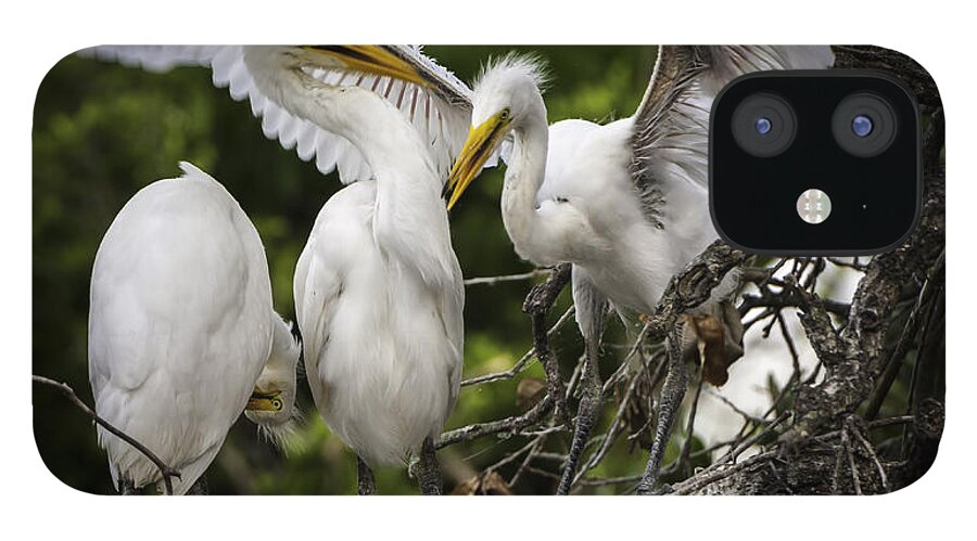 Rookery iPhone 12 Case featuring the photograph Restless Teenage Egrets by Donald Brown