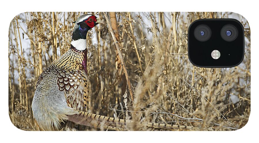 Ringneck Rooster Pheasant iPhone 12 Case featuring the photograph Ring Neck Phesant by Gary Langley