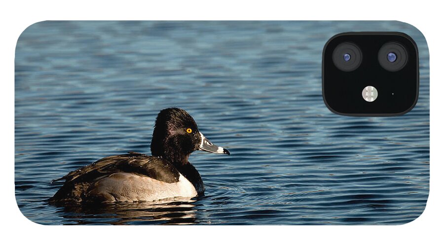 Duck iPhone 12 Case featuring the photograph Ring-Necked Duck by Kristia Adams
