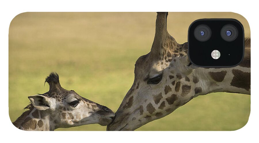 San Diego Zoo iPhone 12 Case featuring the photograph Rothschild Giraffe Male Calf Nuzzling by San Diego Zoo