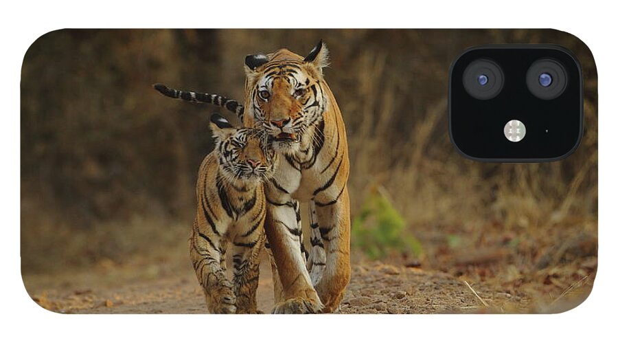 Care iPhone 12 Case featuring the photograph Royal Bengal Tiger With Cub by Shivang Mehta