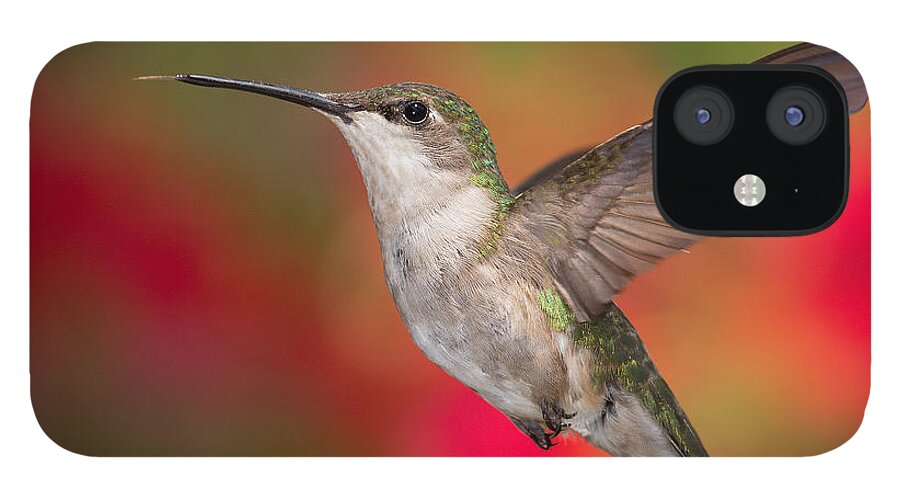 Ruby-throated Hummingbird iPhone 12 Case featuring the photograph Ruby Throated Hummingbird by Dale Kincaid